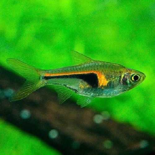 Rasbora hengeli - Hengels keilfleckbärbling L